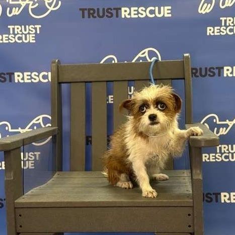 Enlarge FAWN, a Adoptable Terrier in Berlin, NJ image 3/5