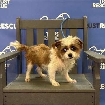 Enlarge FAWN, a Adoptable Terrier in Berlin, NJ image 4/5