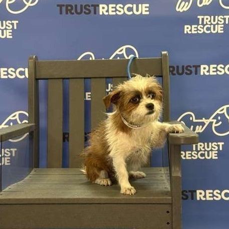 Enlarge FAWN, a Adoptable Terrier in Berlin, NJ image 5/5