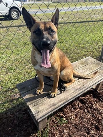 Enlarge MEMPHIS, a Adoptable mixed breed in Panama City, FL image 1/1