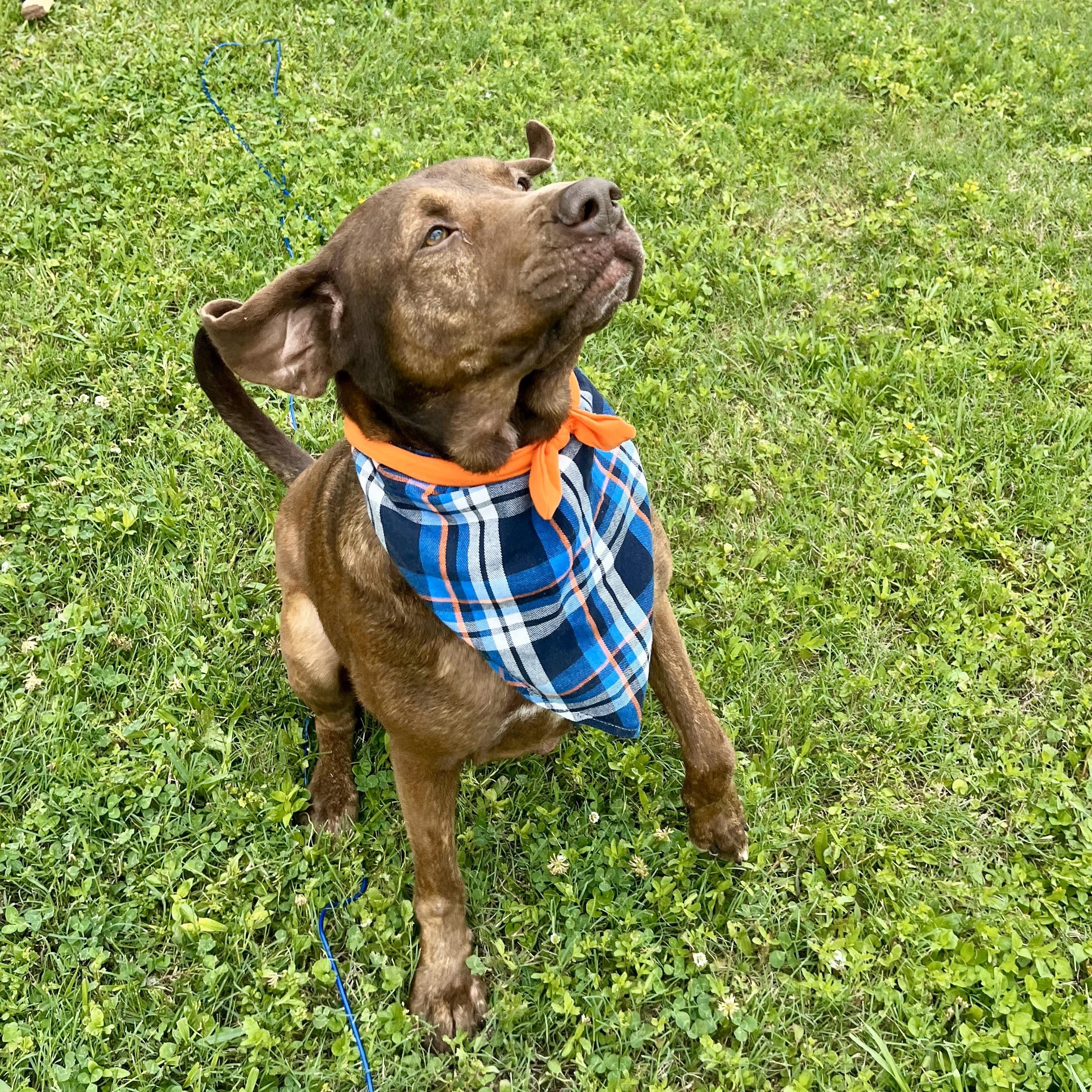 Fettuccine — thumbnail 4