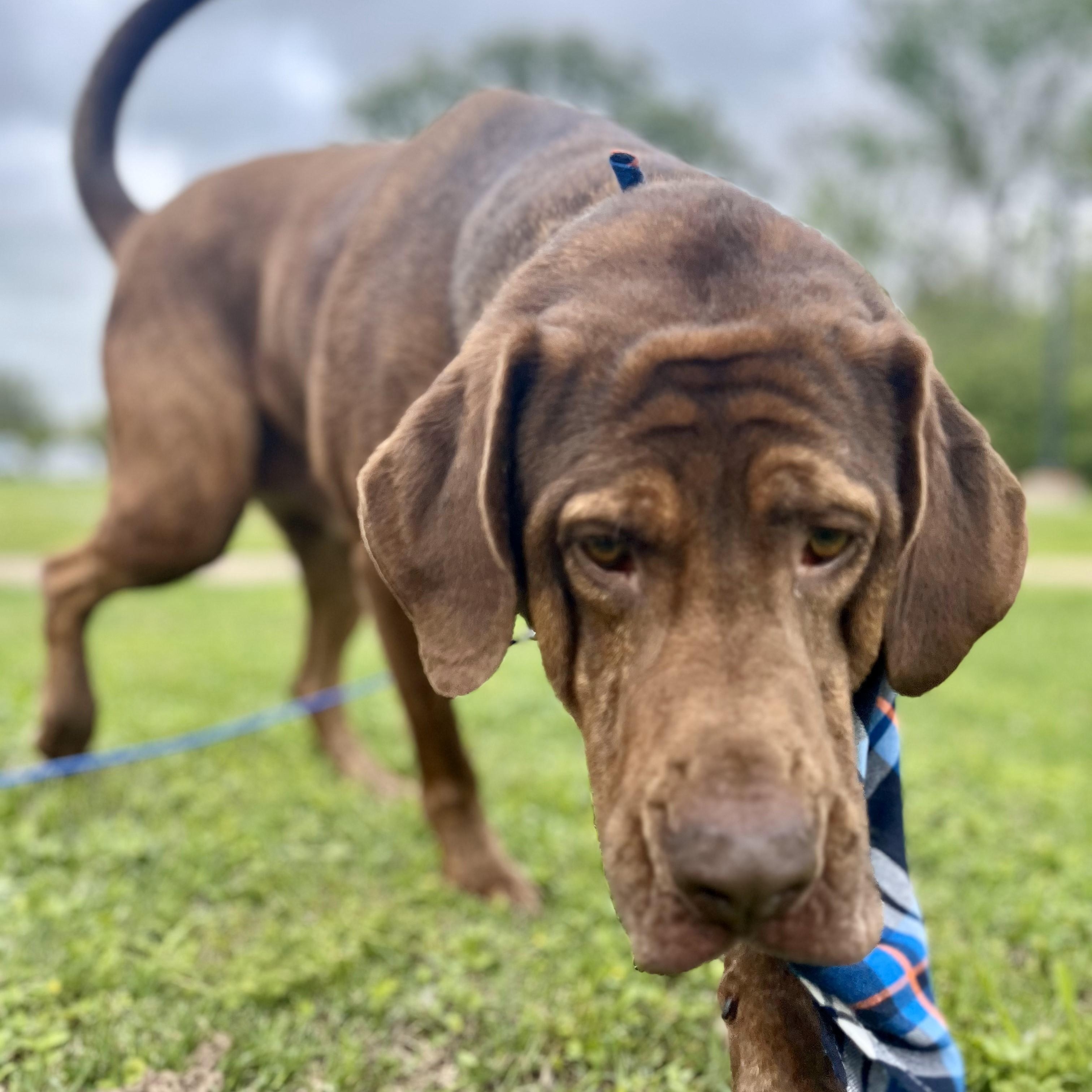 Fettuccine — thumbnail 5