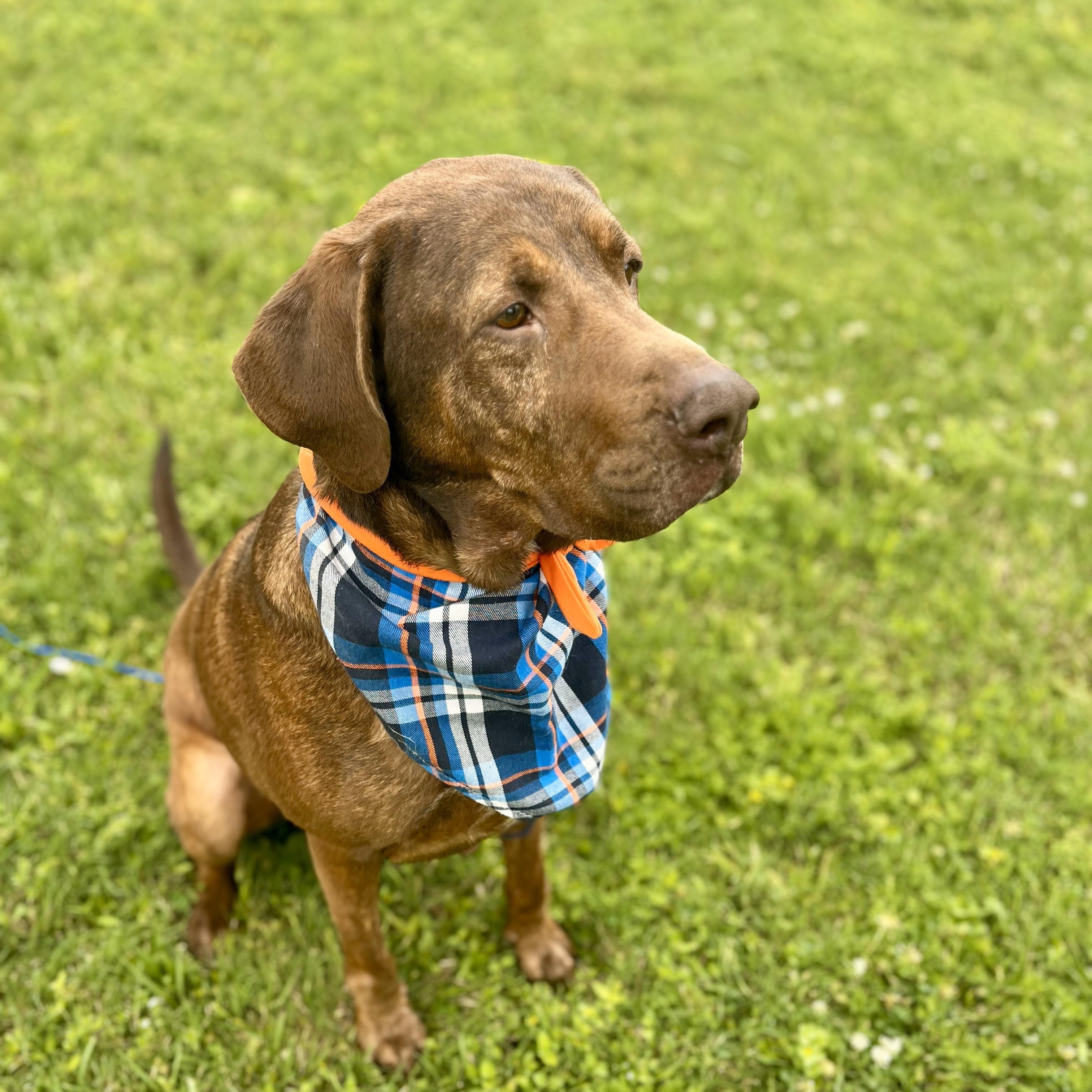 Fettuccine — thumbnail 6