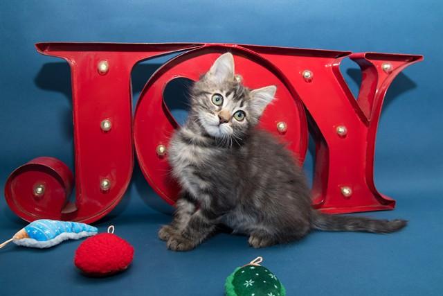 BARBIE PUFF, Adoptable, Kitten Female Domestic Medium Hair.