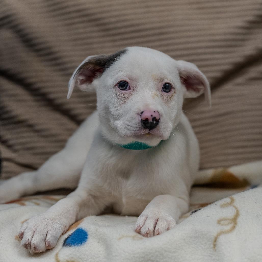 Enlarge Greta, a Adoptable mixed breed in Pawling, NY image 1/6