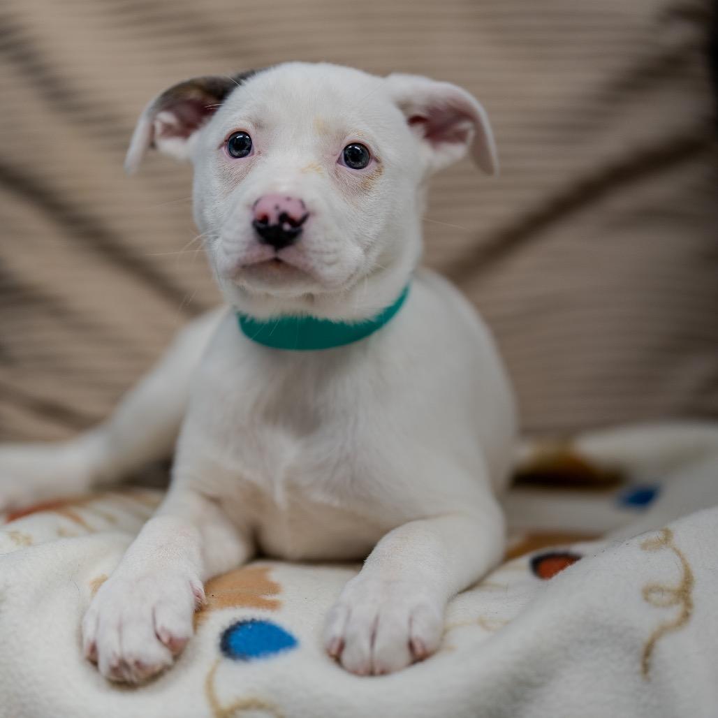 Enlarge Greta, a Adoptable mixed breed in Pawling, NY image 2/6