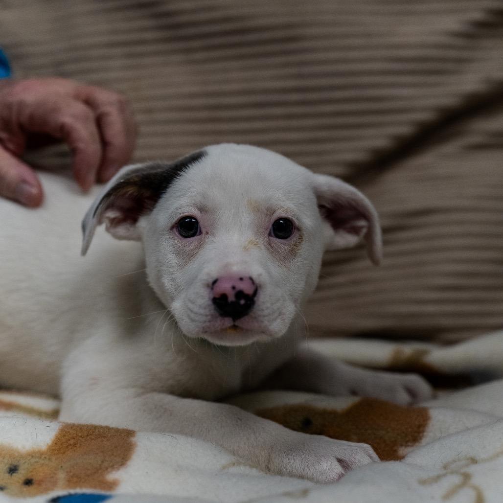 Enlarge Greta, a Adoptable mixed breed in Pawling, NY image 4/6