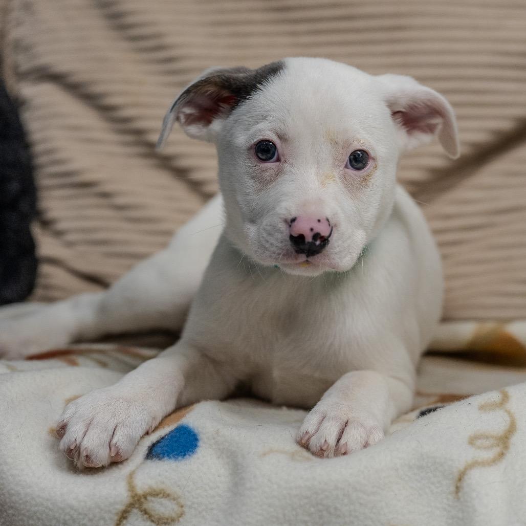 Enlarge Greta, a Adoptable mixed breed in Pawling, NY image 6/6