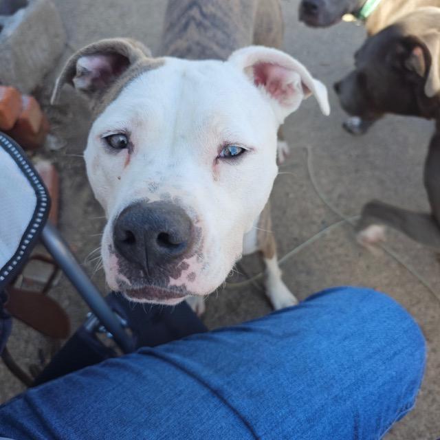 Zoomie, ADOPTABLE, Young Male Mixed Breed.