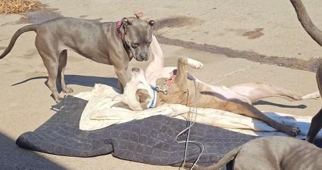 Enlarge Zoomie, a ADOPTABLE Mixed Breed in Brighton, IA image 2/2