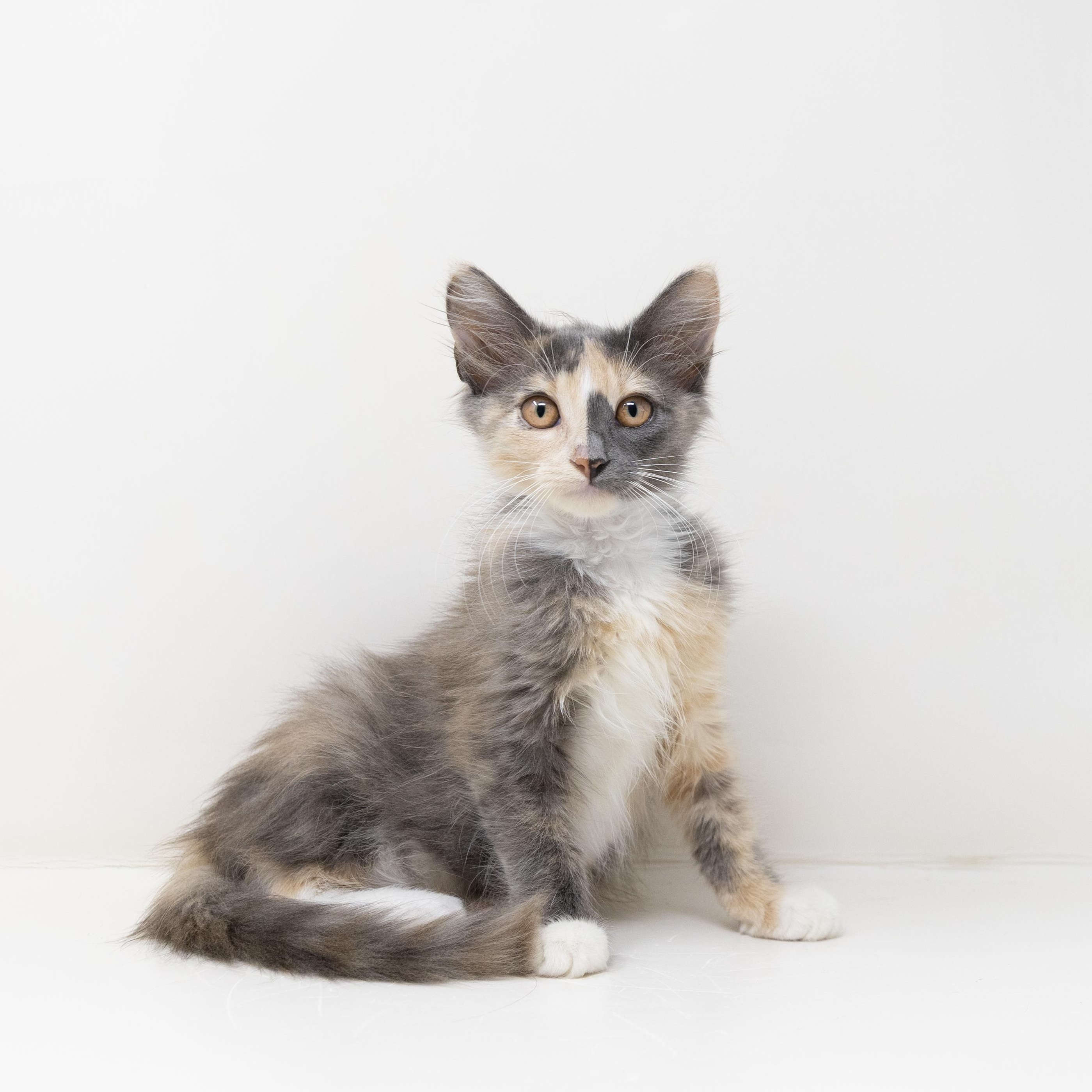 Amarula, adopted, Kitten Female Dilute Calico.