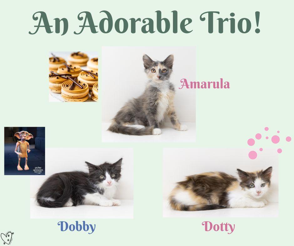 Amarula, an adopted Dilute Calico in Trophy Club, TX image 4/6