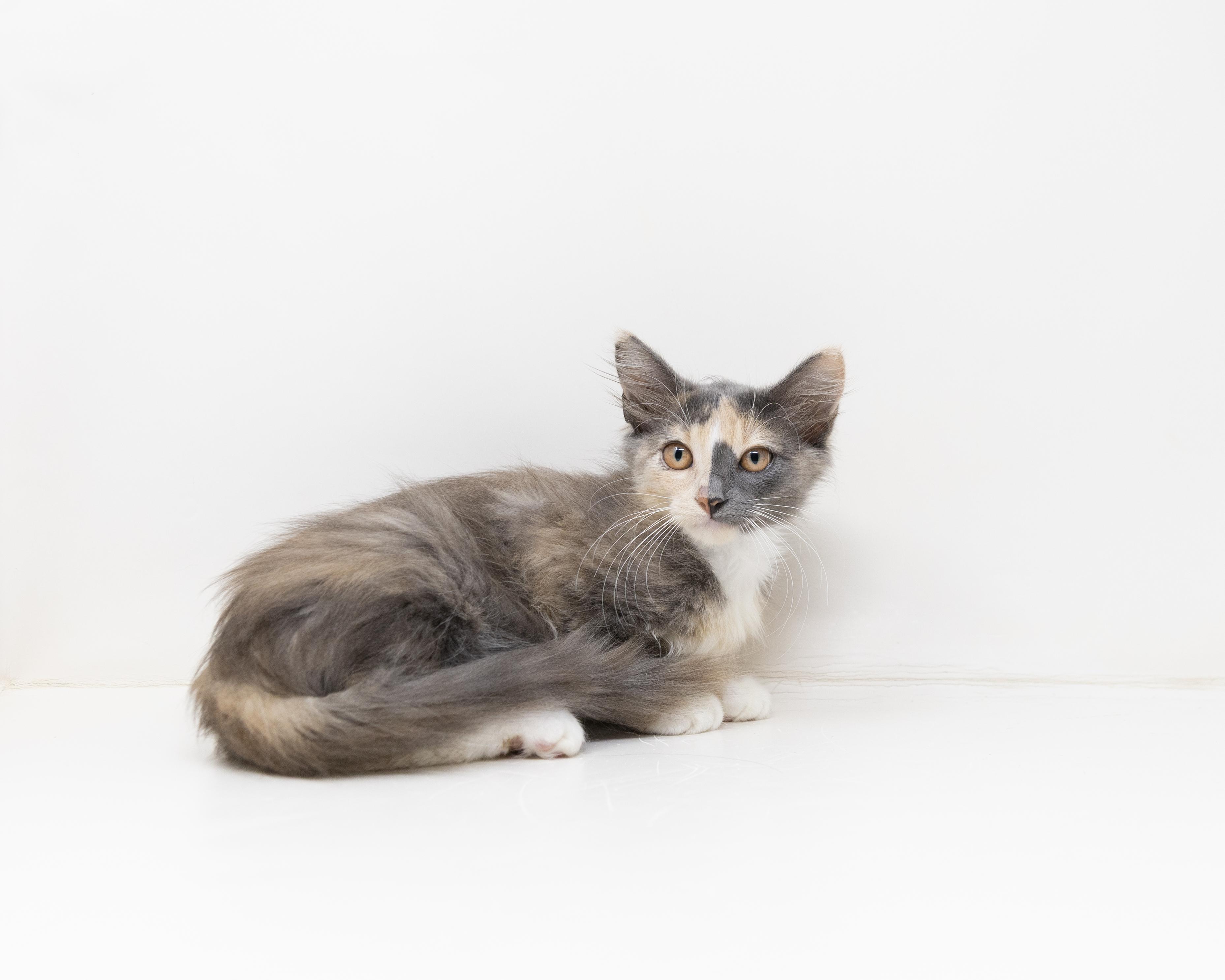 Amarula, an adopted Dilute Calico in Trophy Club, TX image 5/6