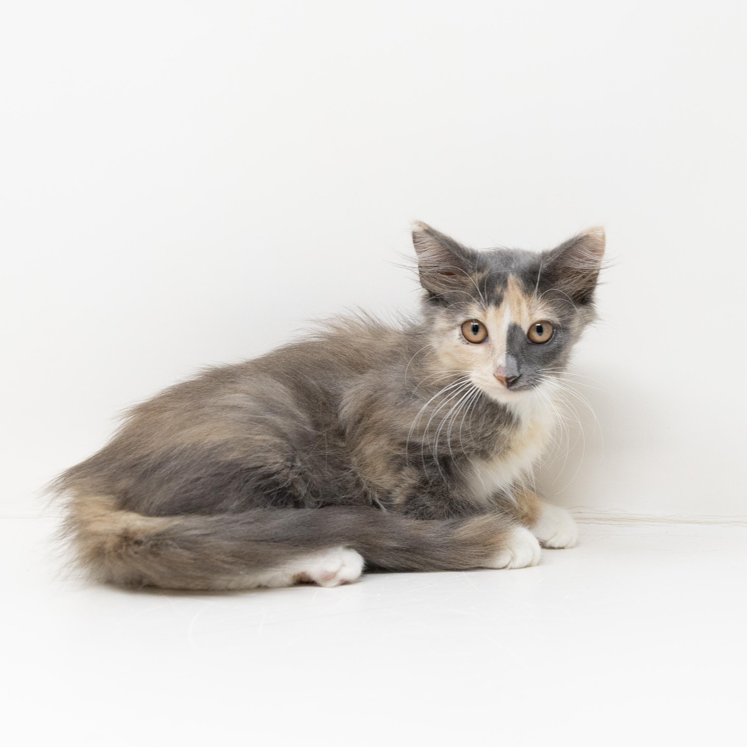 Amarula, an adopted Dilute Calico in Trophy Club, TX image 2/6