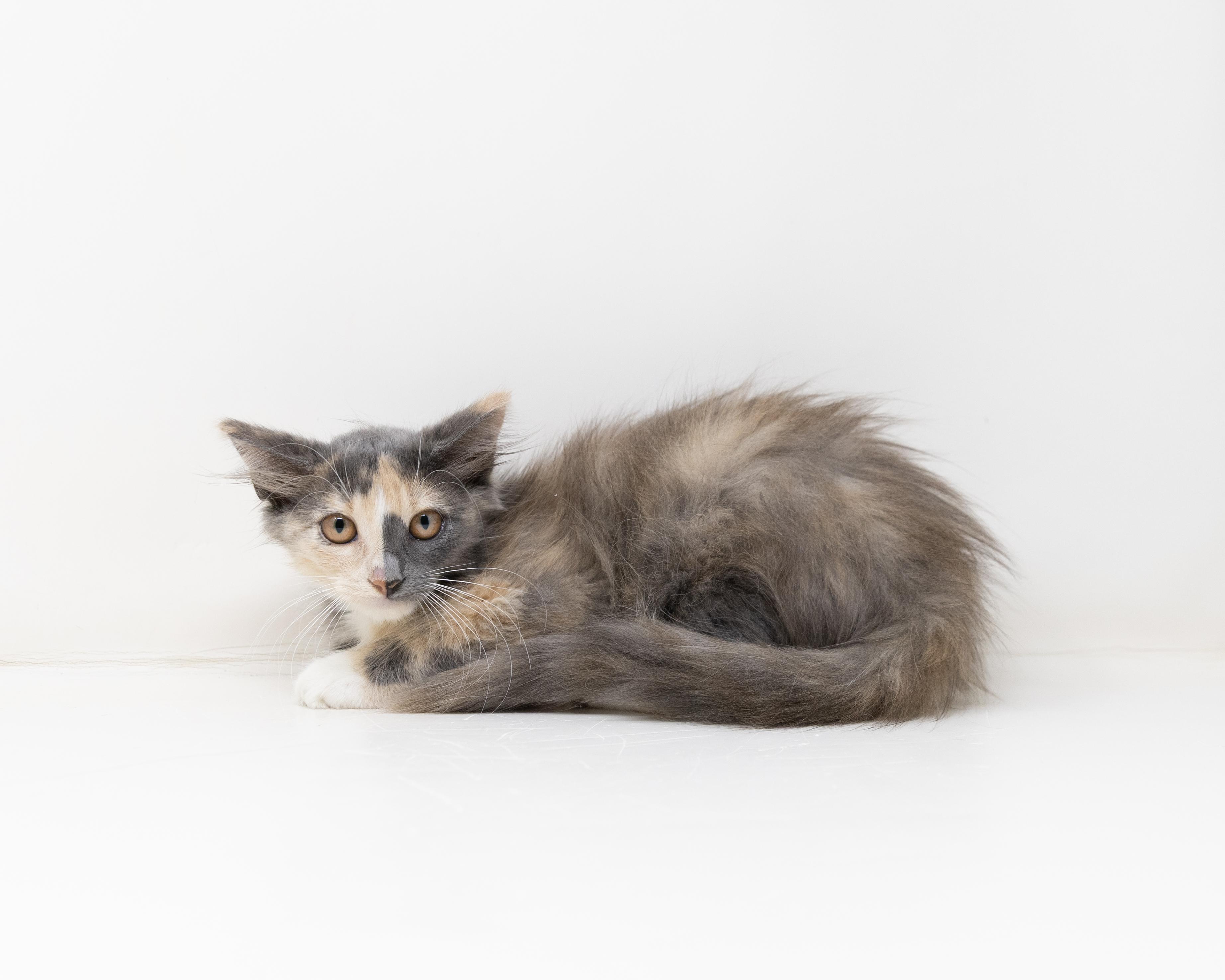 Amarula, an adopted Dilute Calico in Trophy Club, TX image 6/6