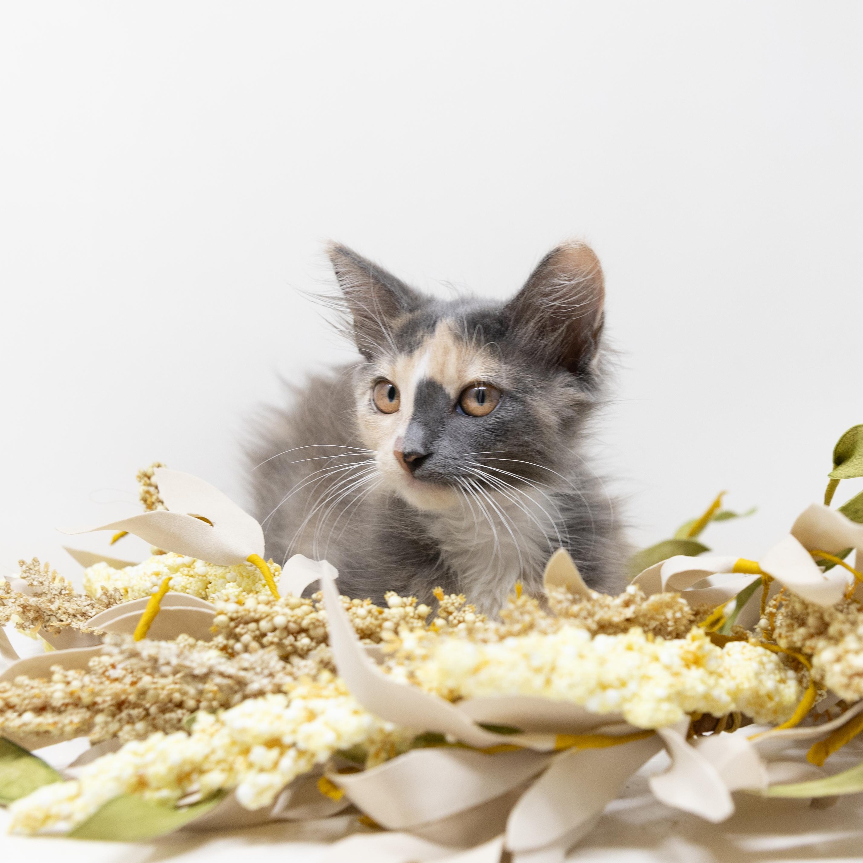 Amarula, an adopted Dilute Calico in Trophy Club, TX image 3/6