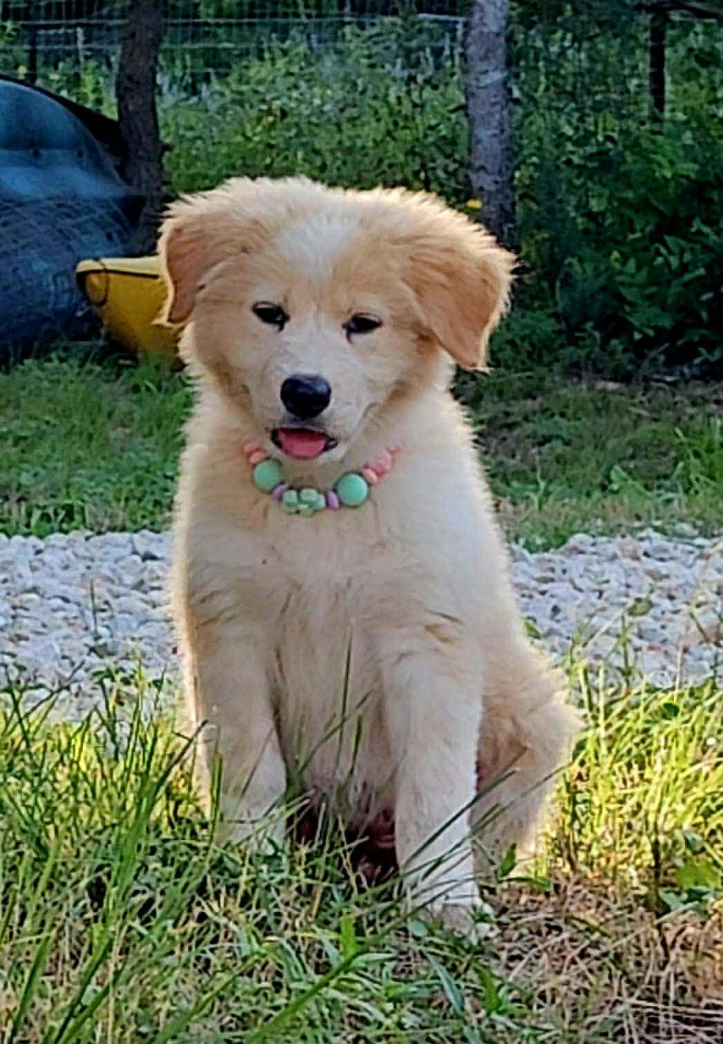 Honeycomb, a ADOPTABLE mixed breed in Wurtsboro, NY image 2/6