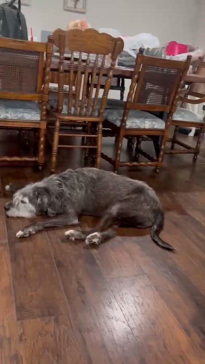Enlarge Honeycomb, a ADOPTABLE mixed breed in Wurtsboro, NY video 5/6