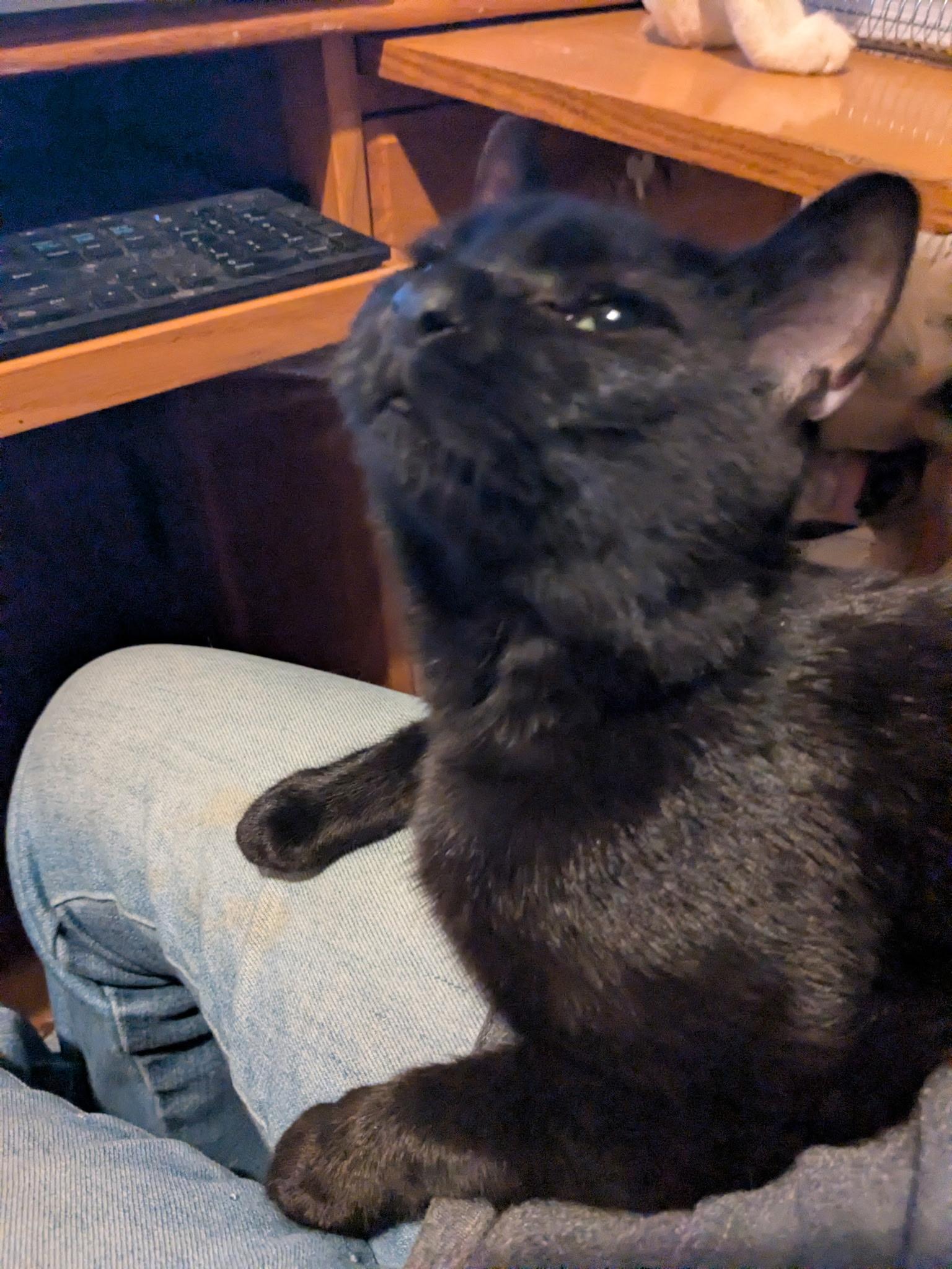 Enlarge Aurora, a ADOPTABLE Domestic Short Hair in Easley, SC image 3/3