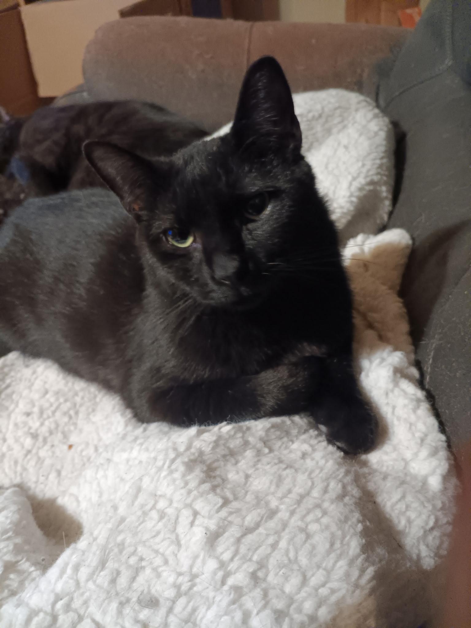 Enlarge Aurora, a ADOPTABLE Domestic Short Hair in Easley, SC image 1/3