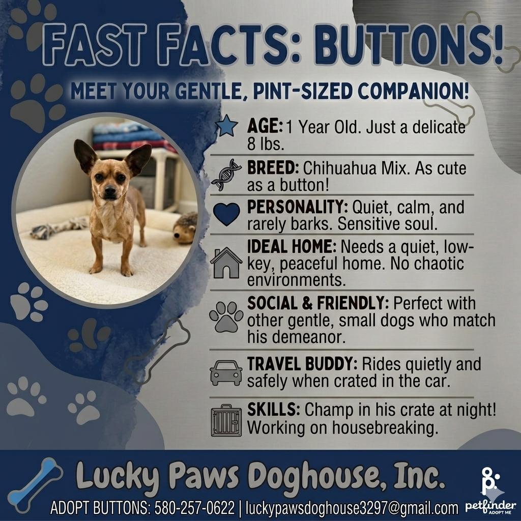 Buttons, a Adoptable Chihuahua in Dublin, OH image 2/5
