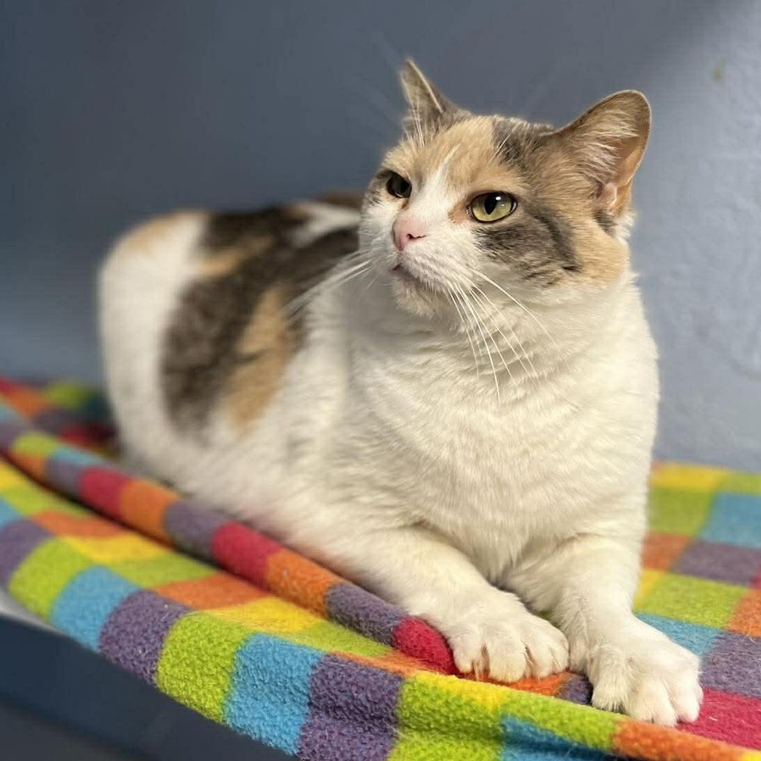 Enlarge Deb (Previously known as Lucy), a ADOPTABLE mixed breed in Shippenville, PA image 2/6