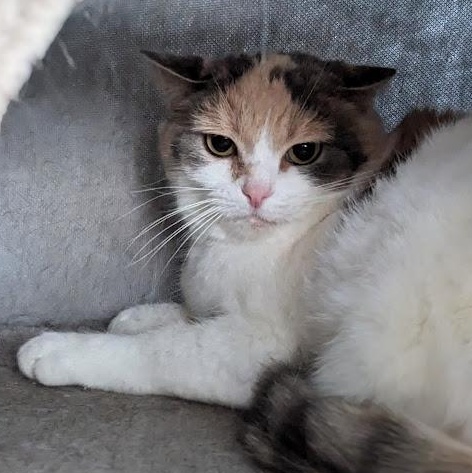 Enlarge Deb (Previously known as Lucy), a ADOPTABLE mixed breed in Shippenville, PA image 6/6