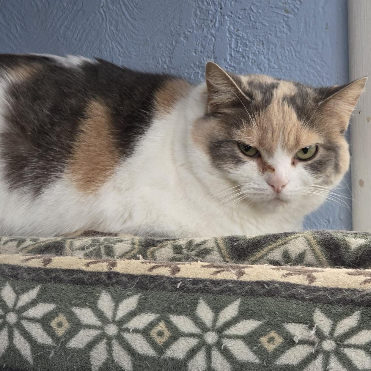 Deb (Previously known as Lucy), a ADOPTABLE mixed breed in Shippenville, PA image 5/6