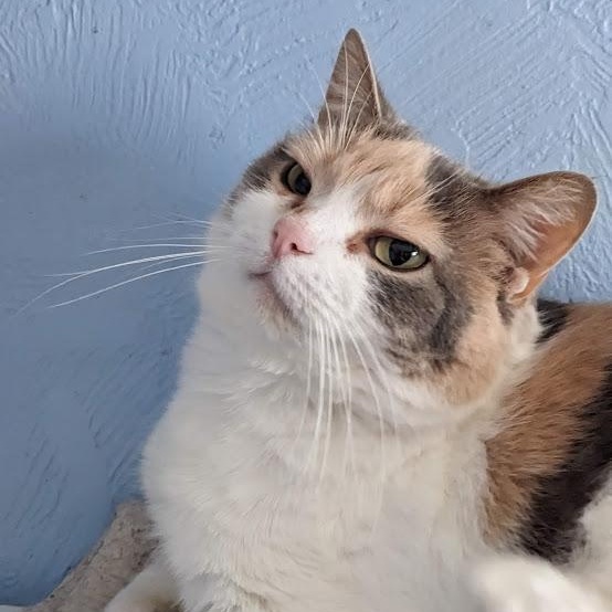 Deb (Previously known as Lucy), a ADOPTABLE mixed breed in Shippenville, PA image 1/6