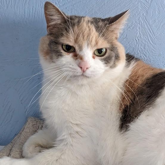 Deb (Previously known as Lucy), a ADOPTABLE mixed breed in Shippenville, PA image 2/6