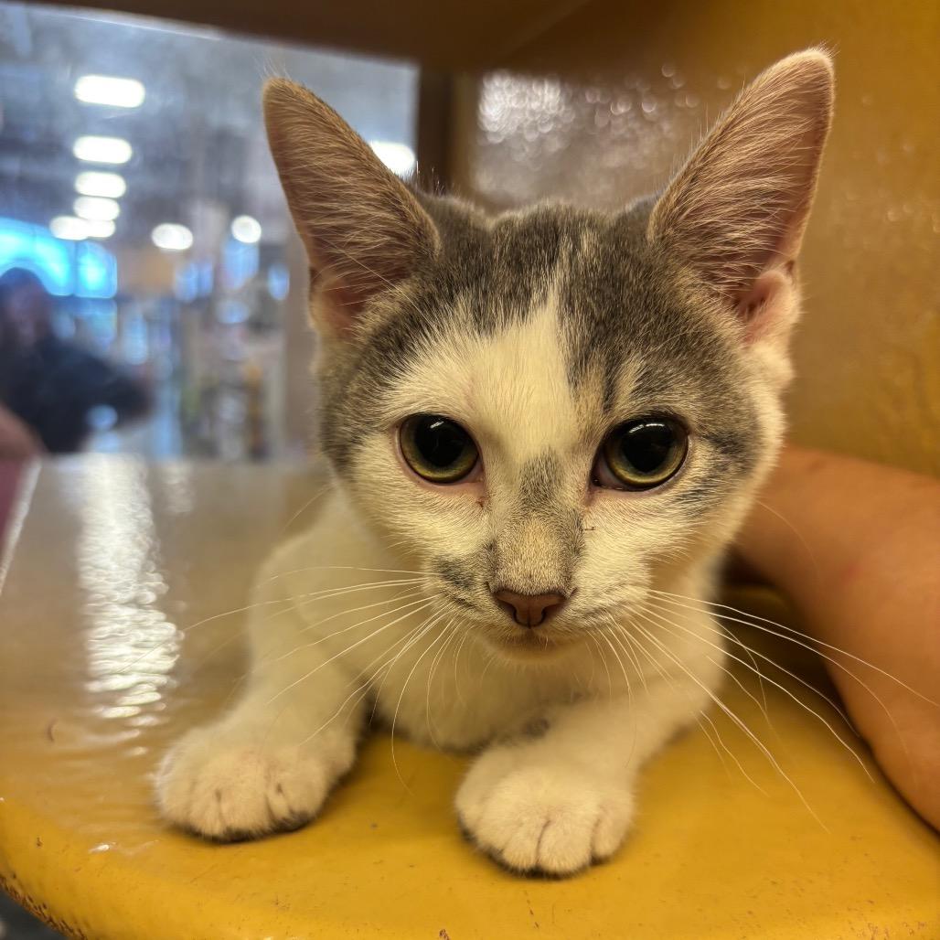 Dolly, Adoptable, Kitten Female Domestic Short Hair.