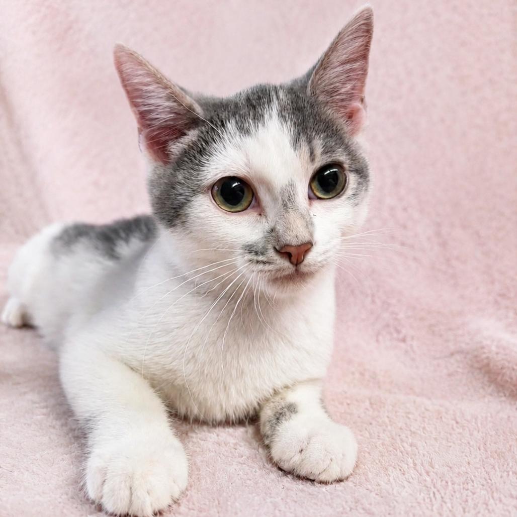 Enlarge Dolly, a Adoptable Domestic Short Hair in Columbia, MO image 2/2