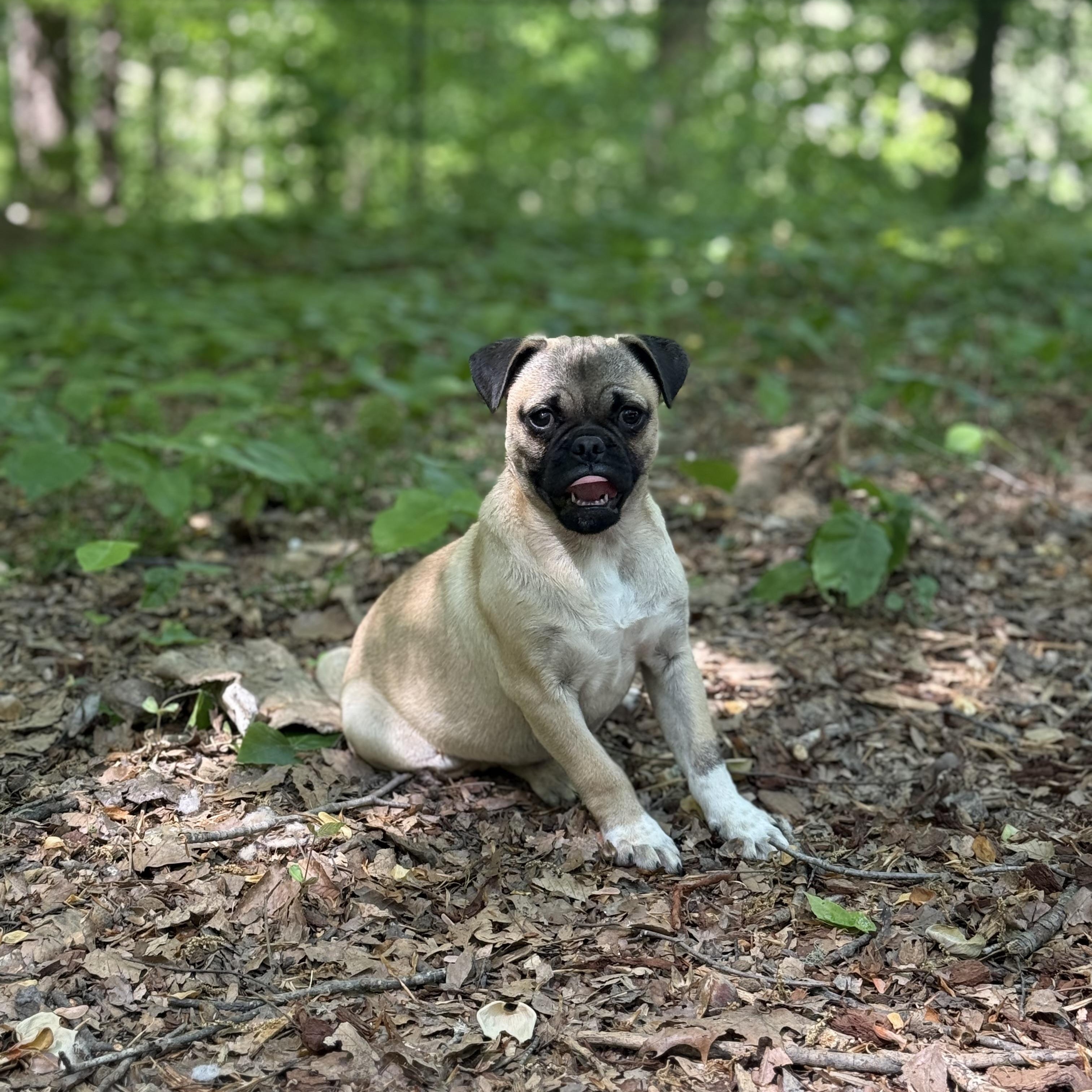 Enlarge Max Wigglesworth , a ADOPTABLE Pug in Lexington, NC image 2/2