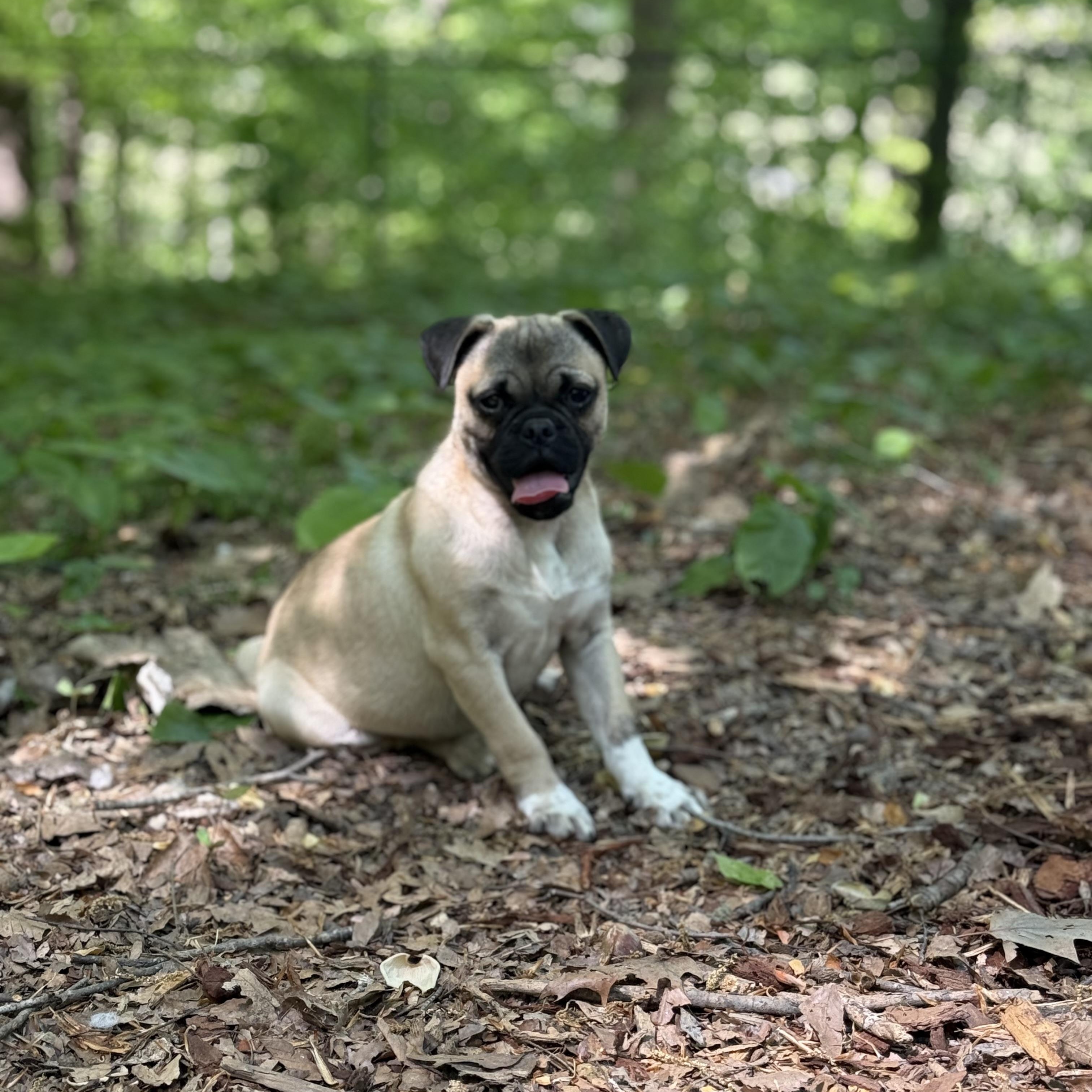 Max Wigglesworth , ADOPTABLE, Young Male Pug.