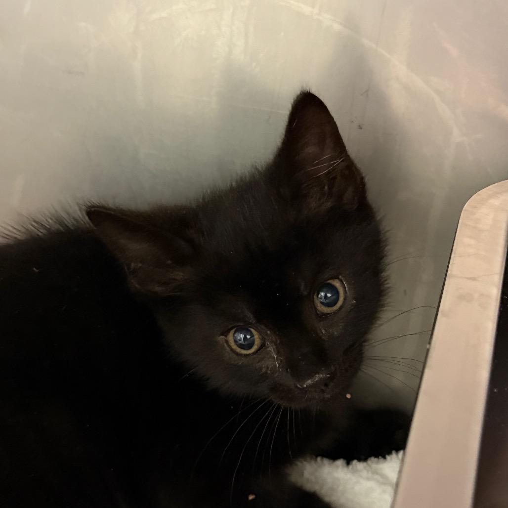 Enlarge Sullie, a Adoptable Domestic Short Hair in Ruckersville, VA image 1/1