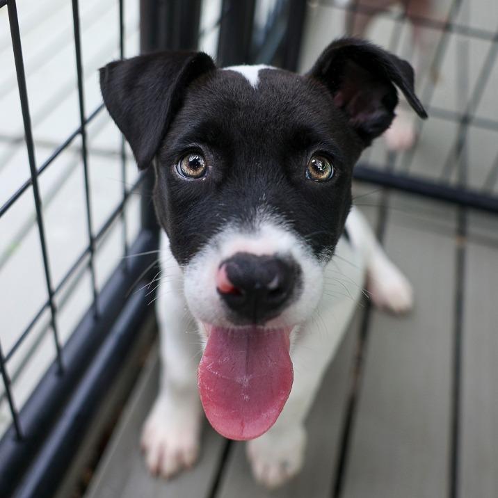Enlarge Babe Ruth, a Adoptable mixed breed in Bradenton, FL image 1/1