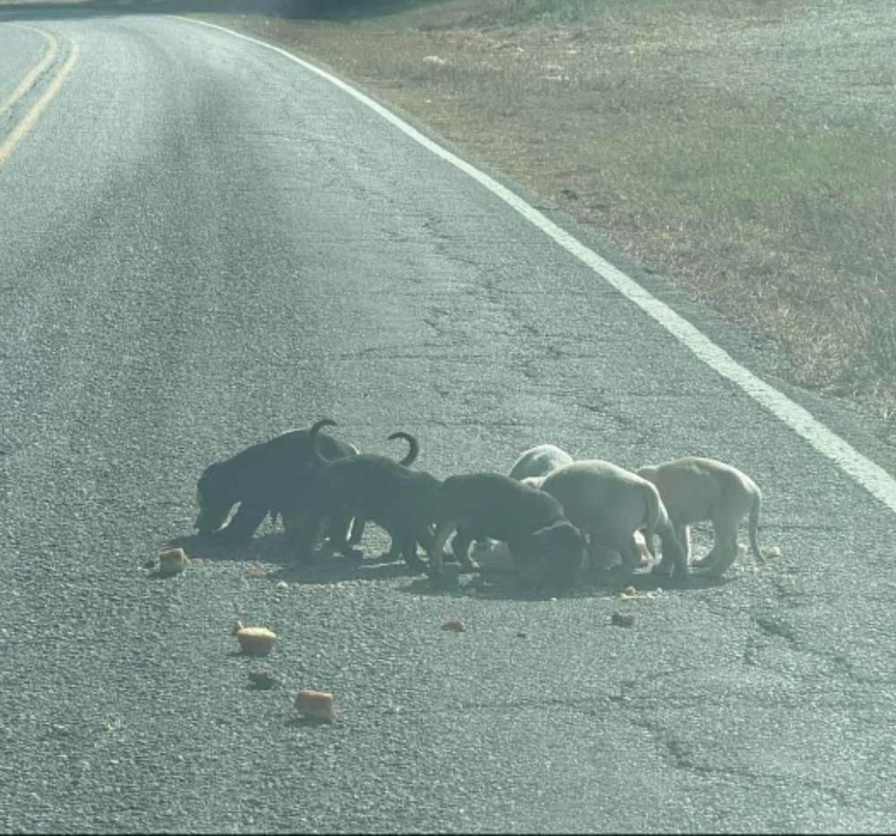 Rhiannon, Adoptable, Puppy Female Mixed Breed.