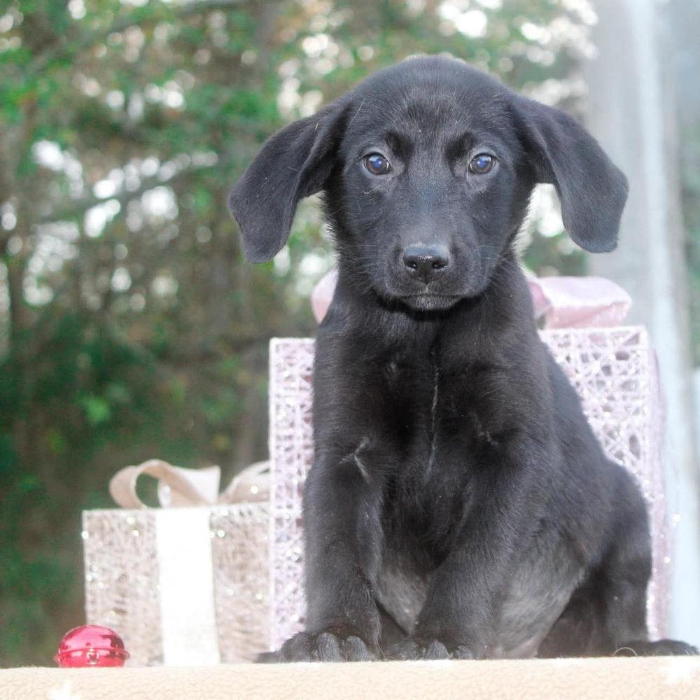 Enlarge Rhiannon, a Adoptable mixed breed in Groveland, MA image 2/5