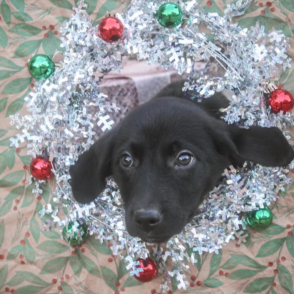 Enlarge Rhiannon, a Adoptable mixed breed in Groveland, MA image 3/5