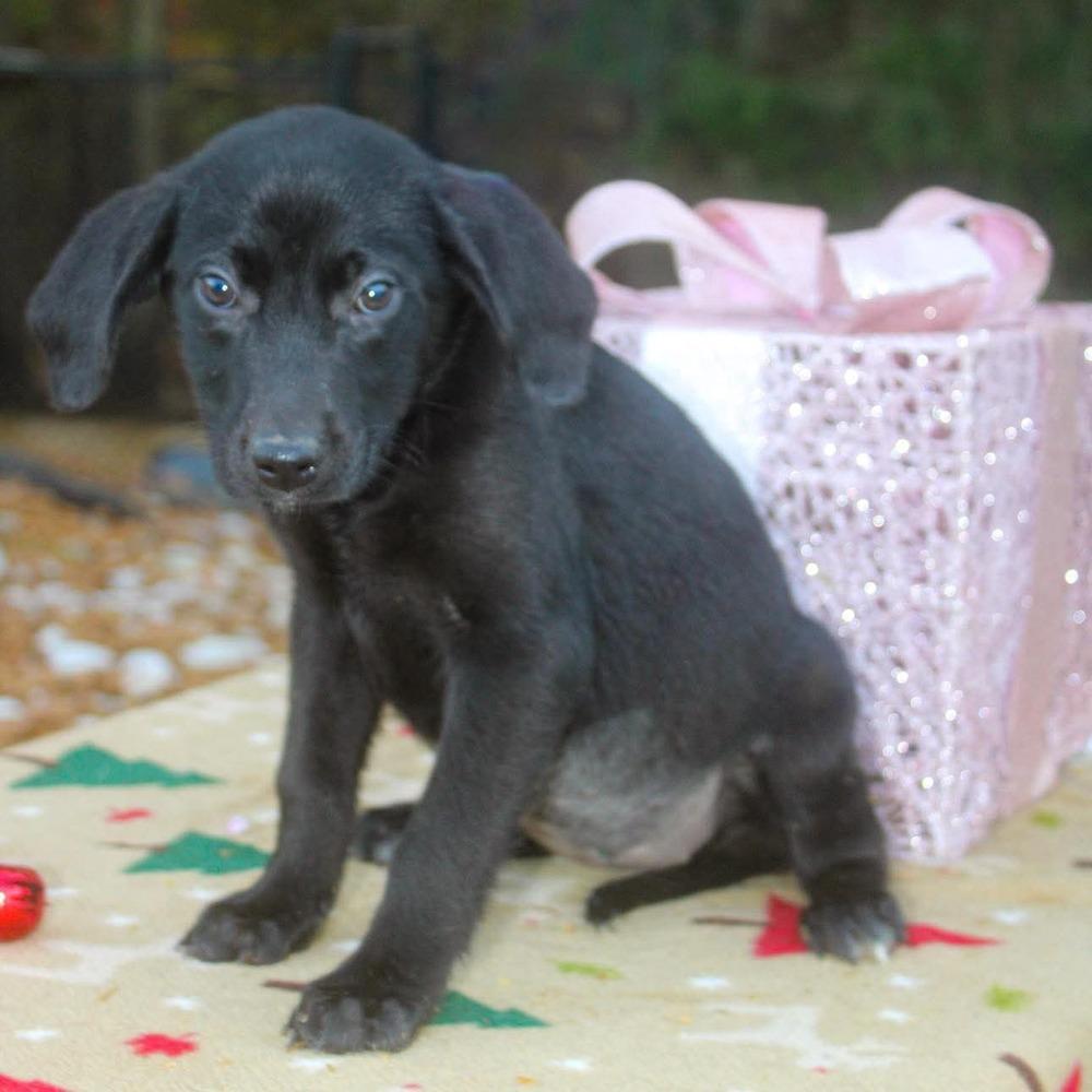 Enlarge Rhiannon, a Adoptable mixed breed in Groveland, MA image 4/5