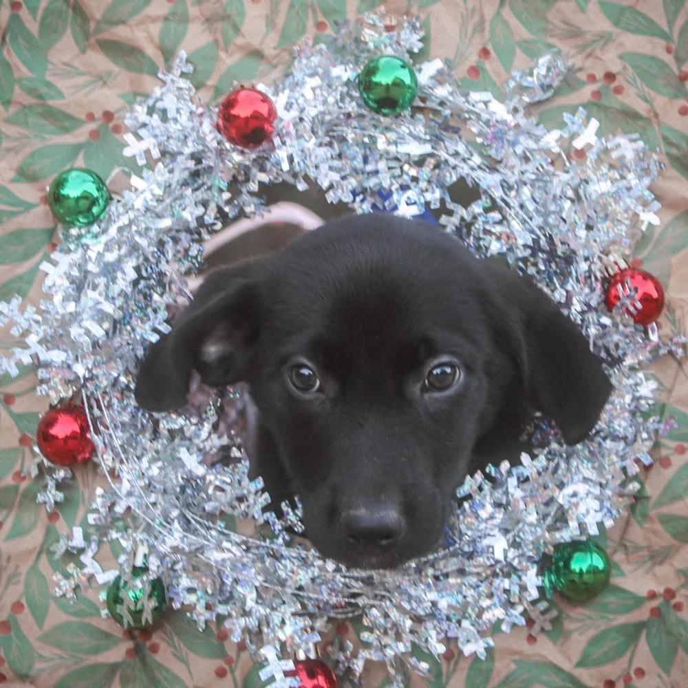 Enlarge Rhiannon, a Adoptable mixed breed in Groveland, MA image 5/5