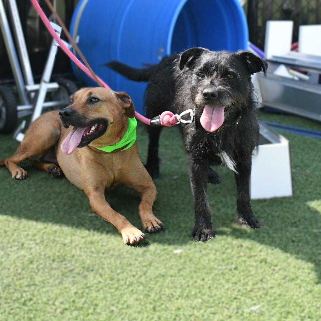 Boo, Adoptable, Adult Male Schnauzer & Terrier.