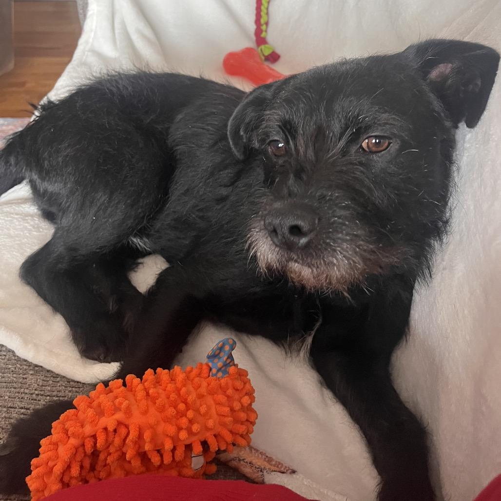 Boo, a Adoptable mixed breed in Pineville, MO image 2/6