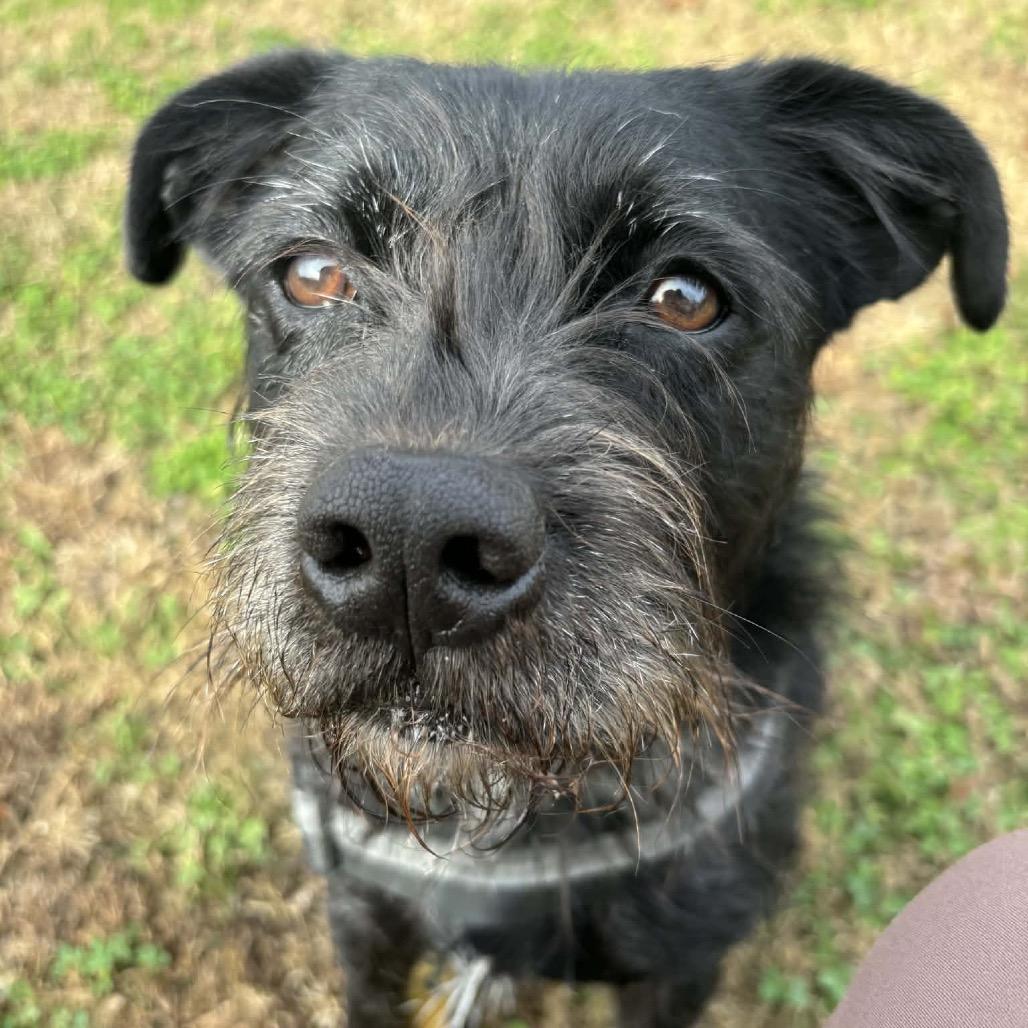 Boo, a Adoptable mixed breed in Pineville, MO image 5/6