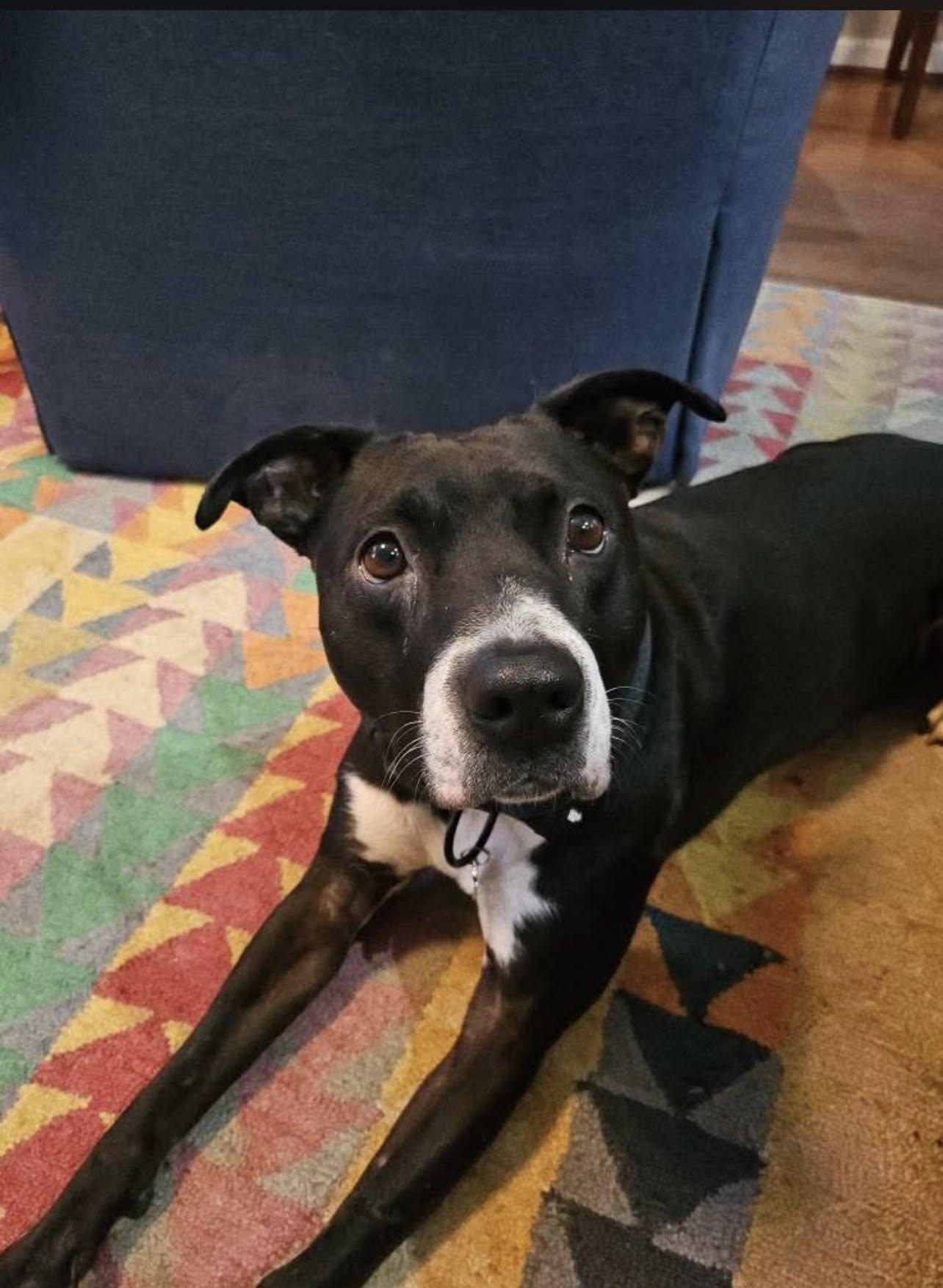 BUSTER, a ADOPTABLE mixed breed in Alpharetta, GA image 5/5