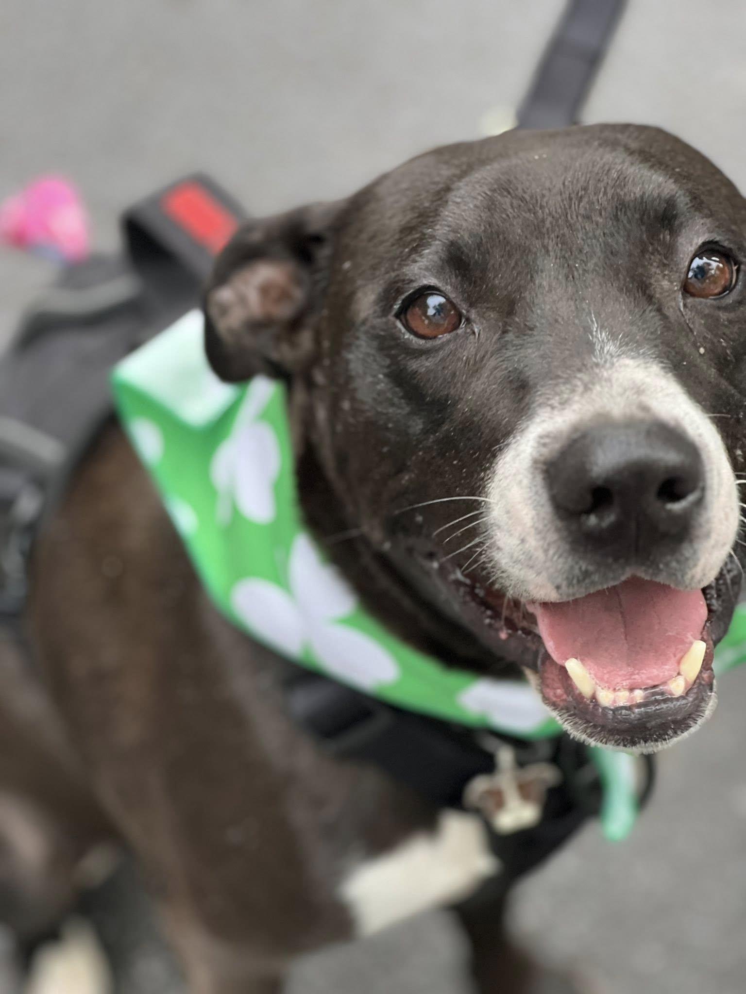 BUSTER, ADOPTABLE, Young Male Pit Bull Terrier.