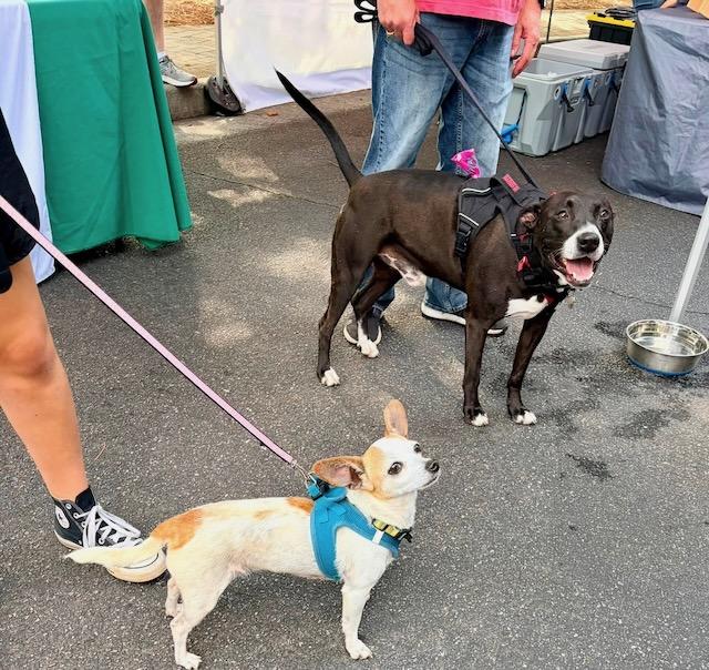 Enlarge BUSTER, a ADOPTABLE mixed breed in Alpharetta, GA image 5/5