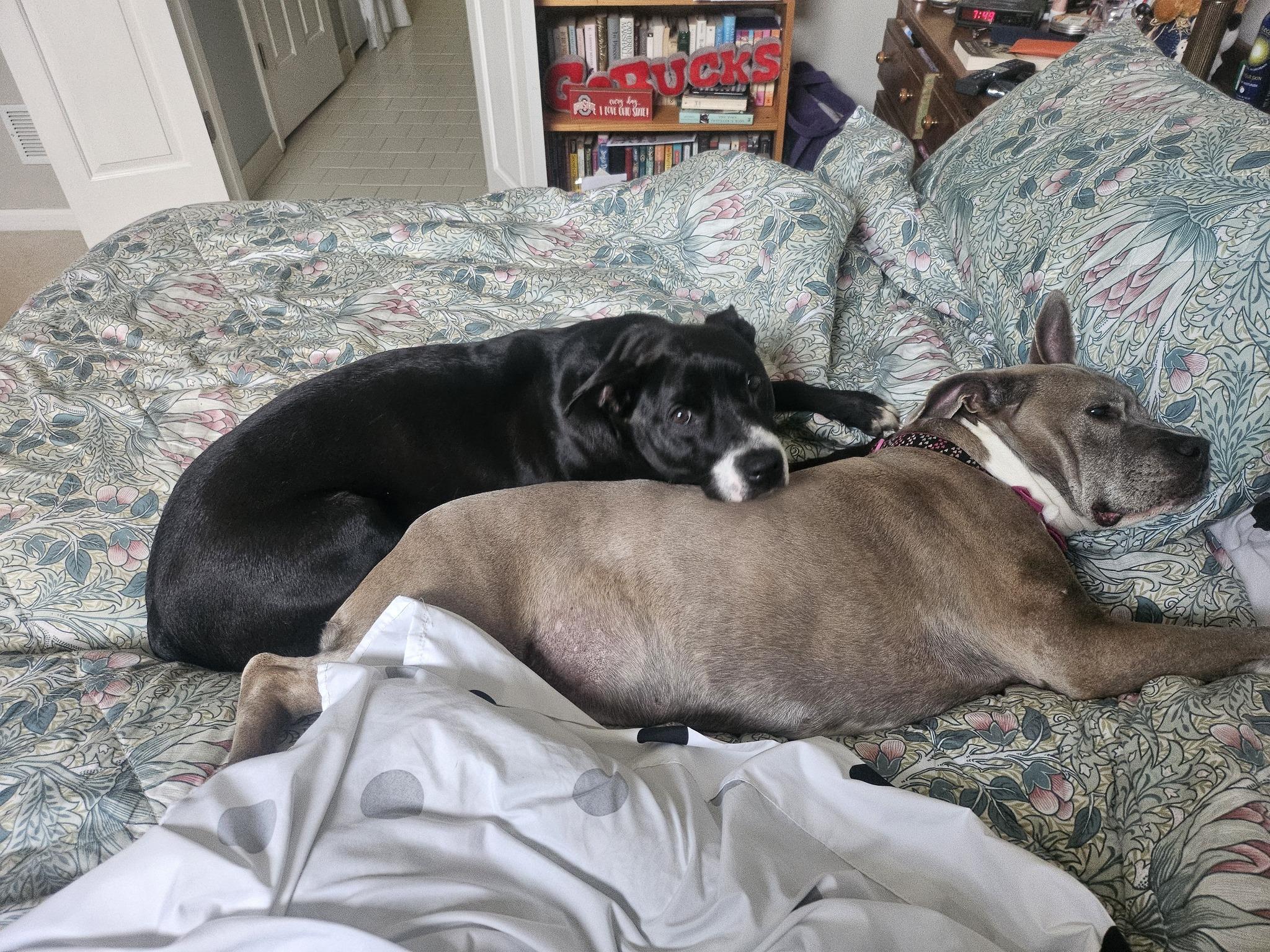 BUSTER, a ADOPTABLE mixed breed in Alpharetta, GA image 3/5
