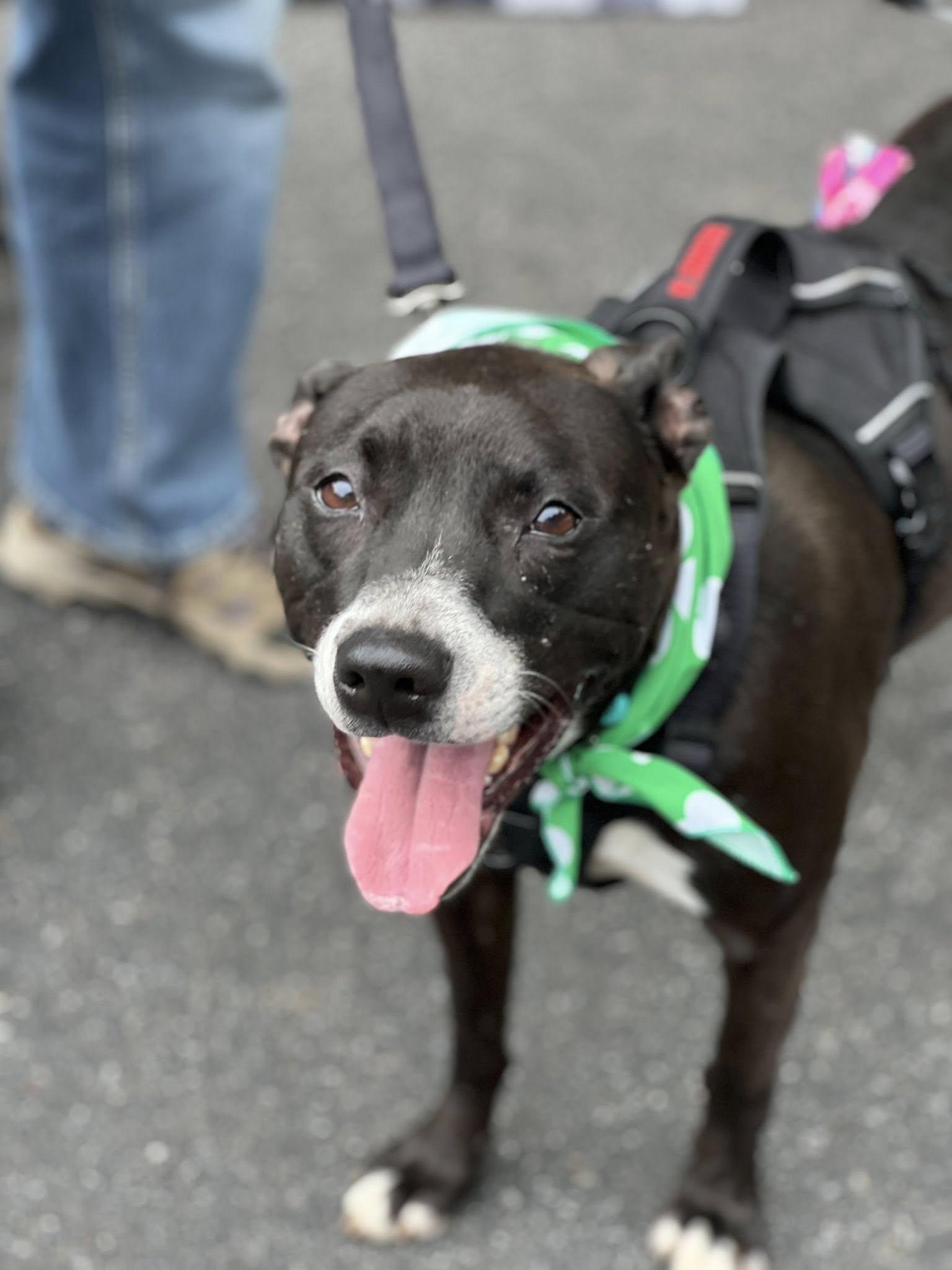 BUSTER, a ADOPTABLE mixed breed in Alpharetta, GA image 4/5