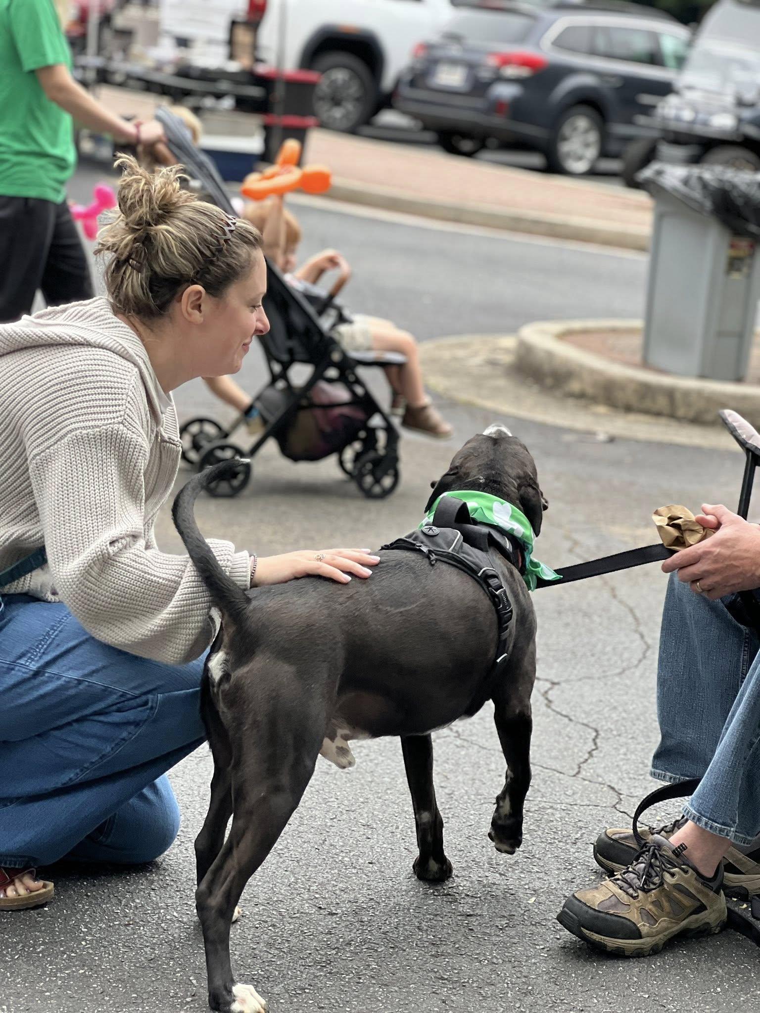 BUSTER, a ADOPTABLE mixed breed in Alpharetta, GA image 2/5
